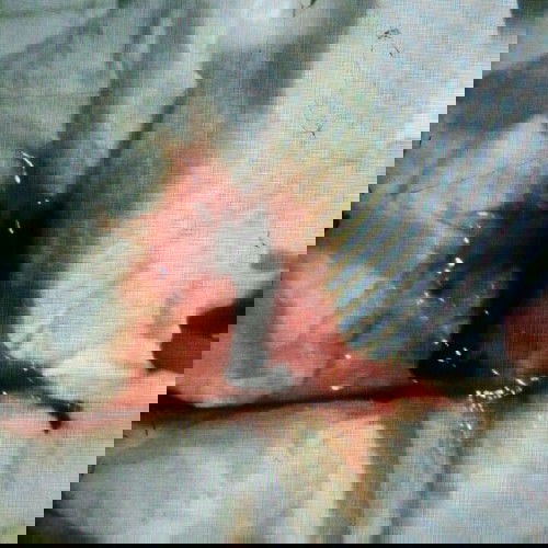 ตั้งครรค์ 9 เลือดออกกะปริกะปรอย