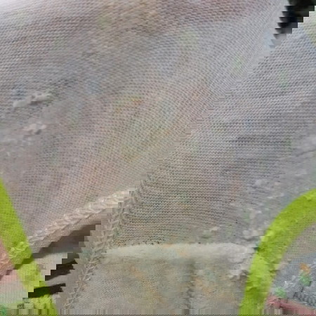 Infection