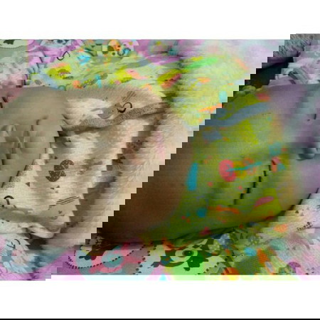 anti nyamuk