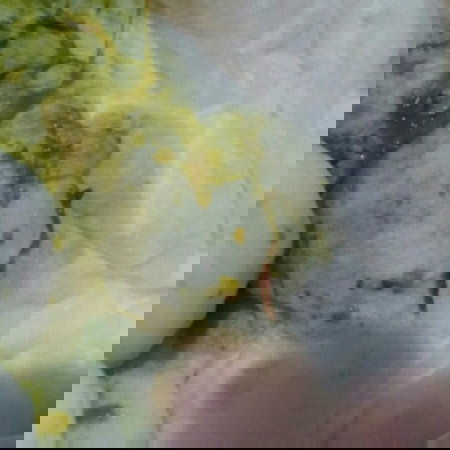 Pup ada lendir coklat, knapa yaa??