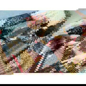 bingung  lagi gak da uang