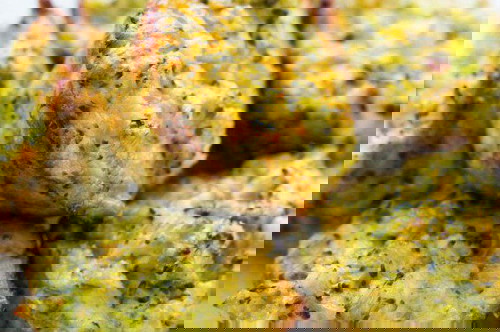 Resipi Muffin Brokoli dan Keju Untuk Bayi Berlatih Makan Sendiri!