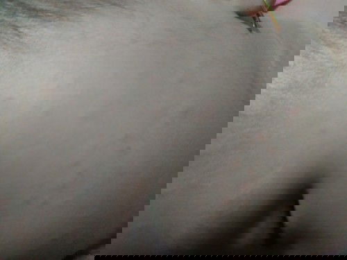 bintik2 kecil kemerahan