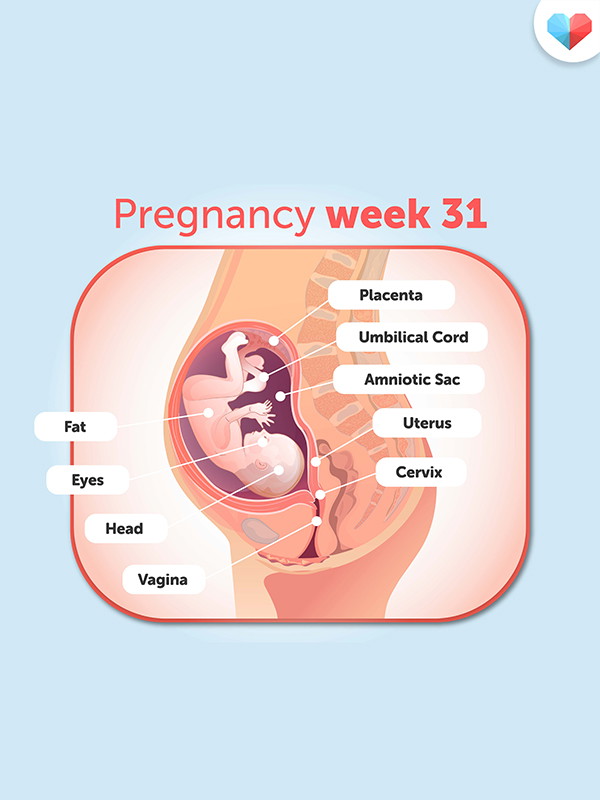 31 Weeks Pregnant Baby Position