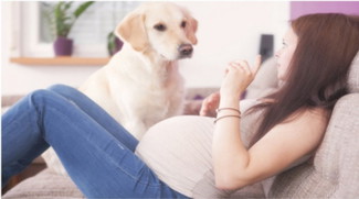 How did you feel about your pets postpartum?