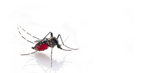 Do you use mosquito repellent on your child?
