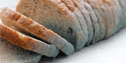 Would you ever cut off pieces of bread that are mouldy and eat the rest?