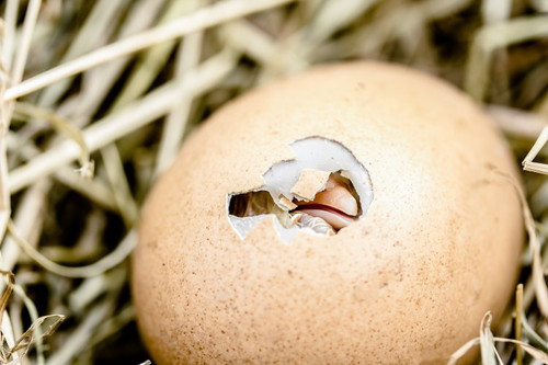 BALUT: ang sarap......o no way?