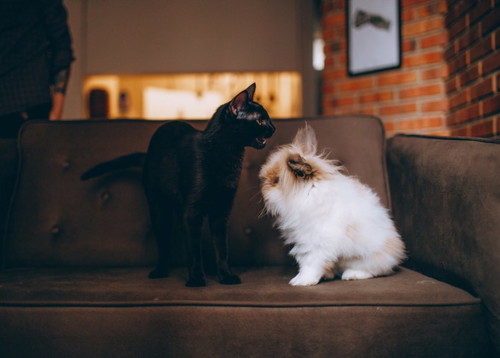 Takot ba sa aso/pusa ang iyong anak?
