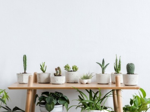 Do you like to have plants at home?