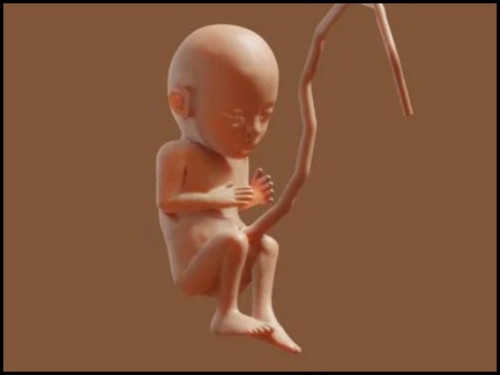What is the cord that connects the mother and baby? <a href='/feed/hash/pregnancy'>#pregnancy</a>