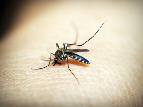 How do you prevent mosquito breeding at home?