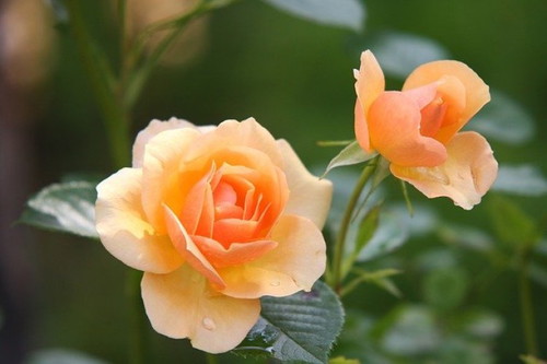 Sa tingin mo ba mas naging blooming ka simula nang mabuntis?