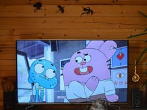 Do you like watching cartoons?
