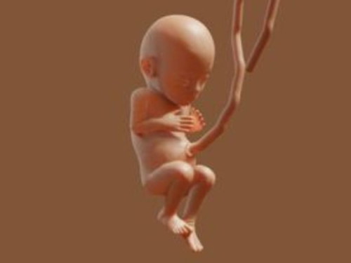 Do babies open their eyes in the womb?