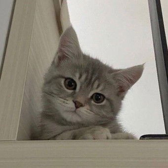 Anis Azalea profile icon