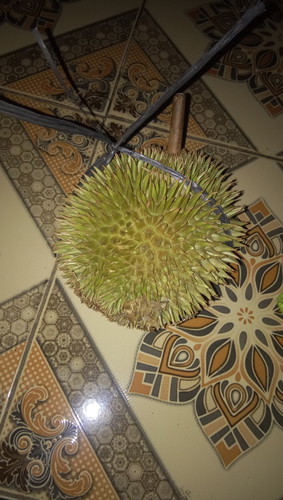 buah duren