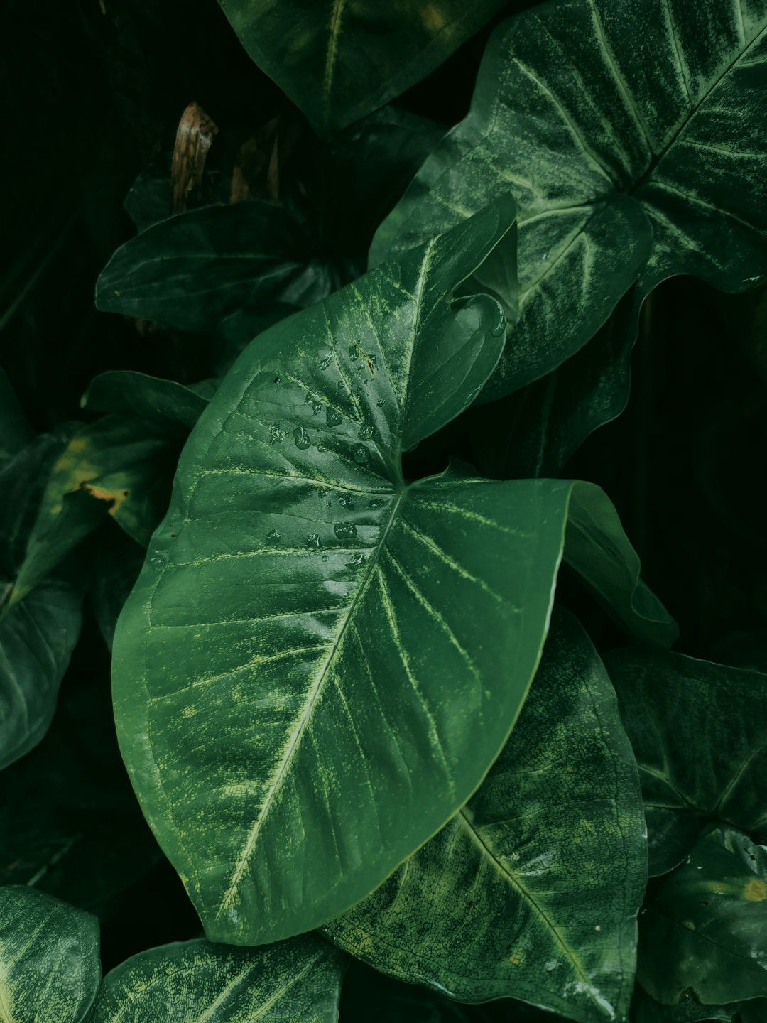 Firda Mutiara profile icon