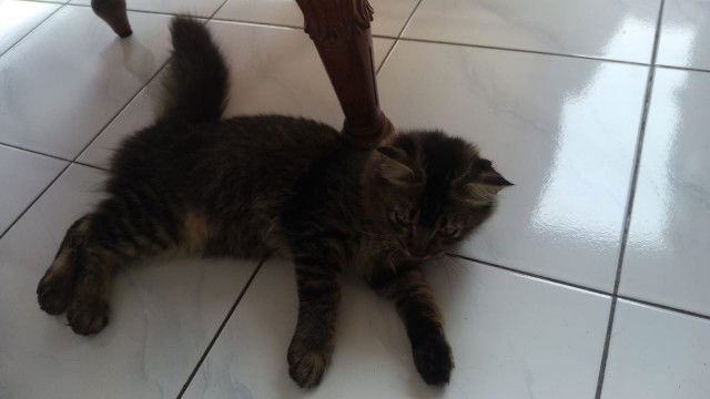 PELIHARAAN KUCING