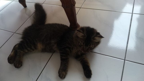 PELIHARAAN KUCING