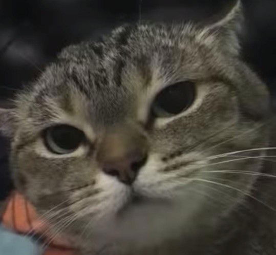 lidia putri profile icon