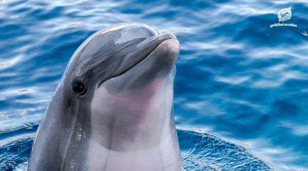 ฟ้า profile icon