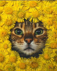 Taundri profile icon