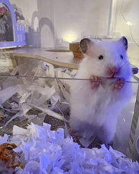 Hello Kitty profile icon