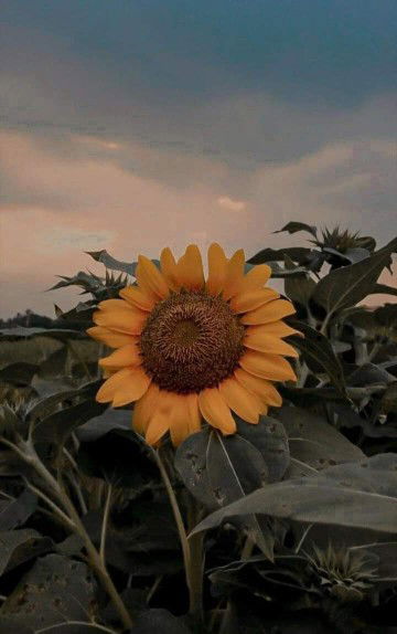 เพียงตะวัน profile icon