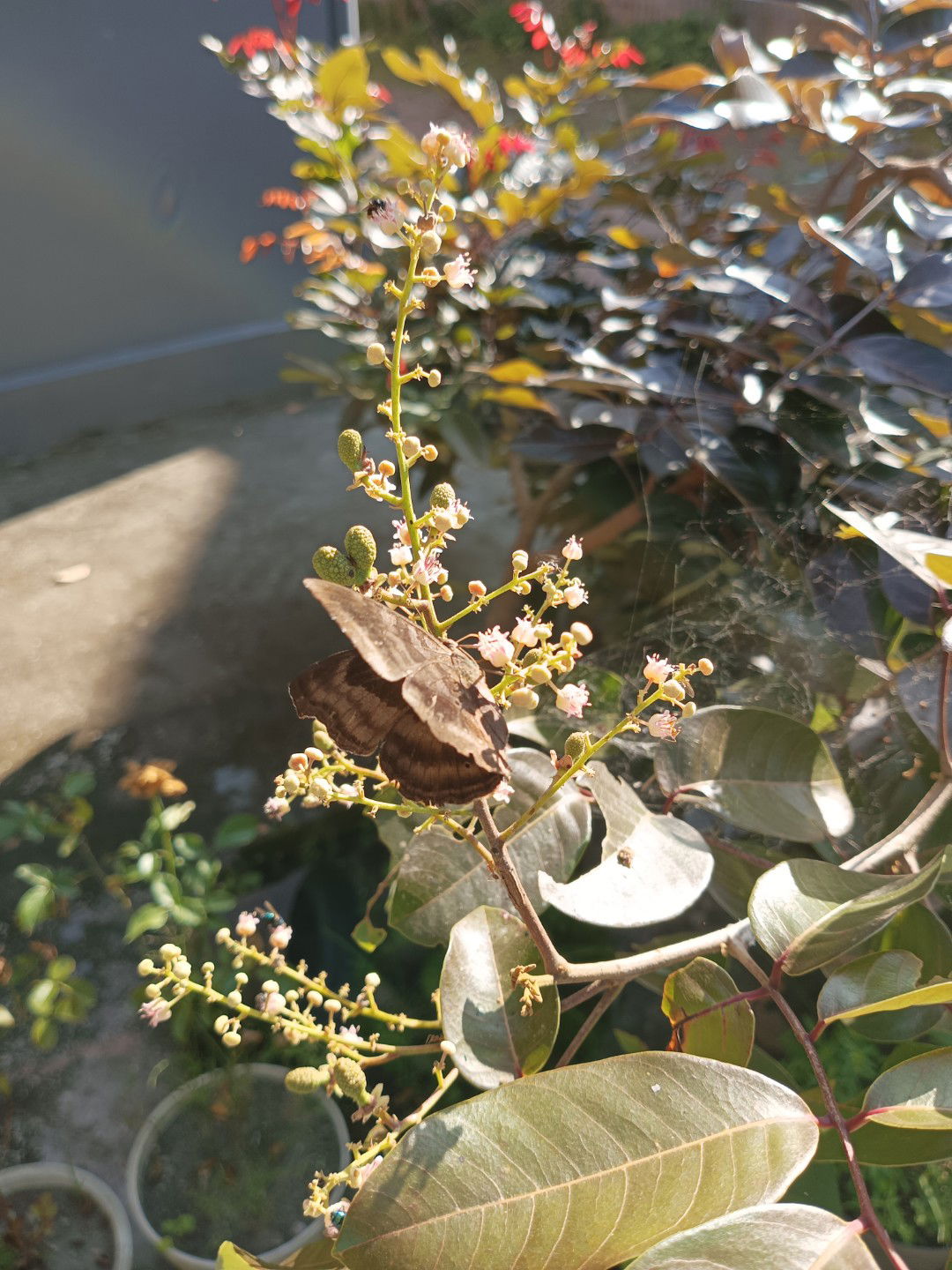 Dian Vina  profile icon