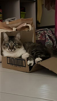 atuladawiyah profile icon