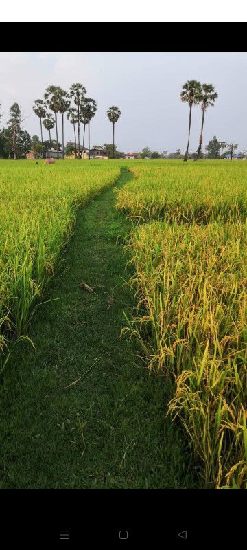 ฟ้าหลังฝน profile icon