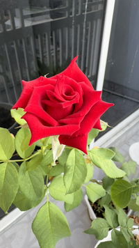 Iceberry AP profile icon