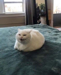 รถของเล่น profile icon