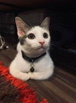 cikfaa profile icon