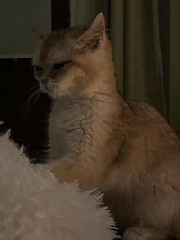 Allisya Tahir profile icon