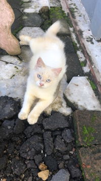 miftahul jannah profile icon