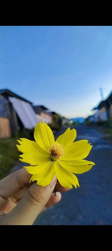 Lexicon BB profile icon