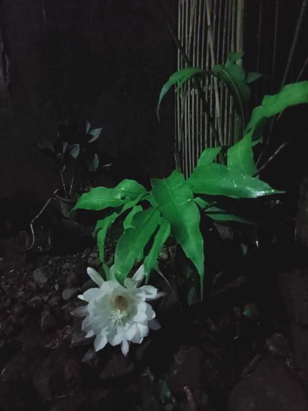 Mamah Ihya profile icon