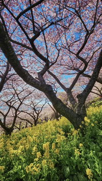 Renny Ibrahim profile icon