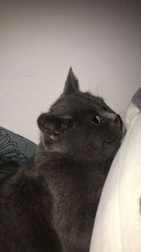 Mrs.emirawish profile icon