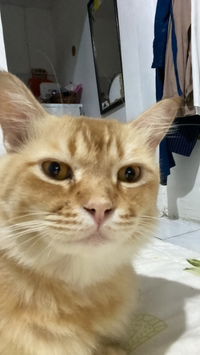 Rosandra profile icon