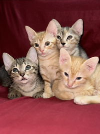 NUR ATIQAH BINTI SHAHERAN profile icon