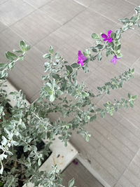 byfairyfern profile icon