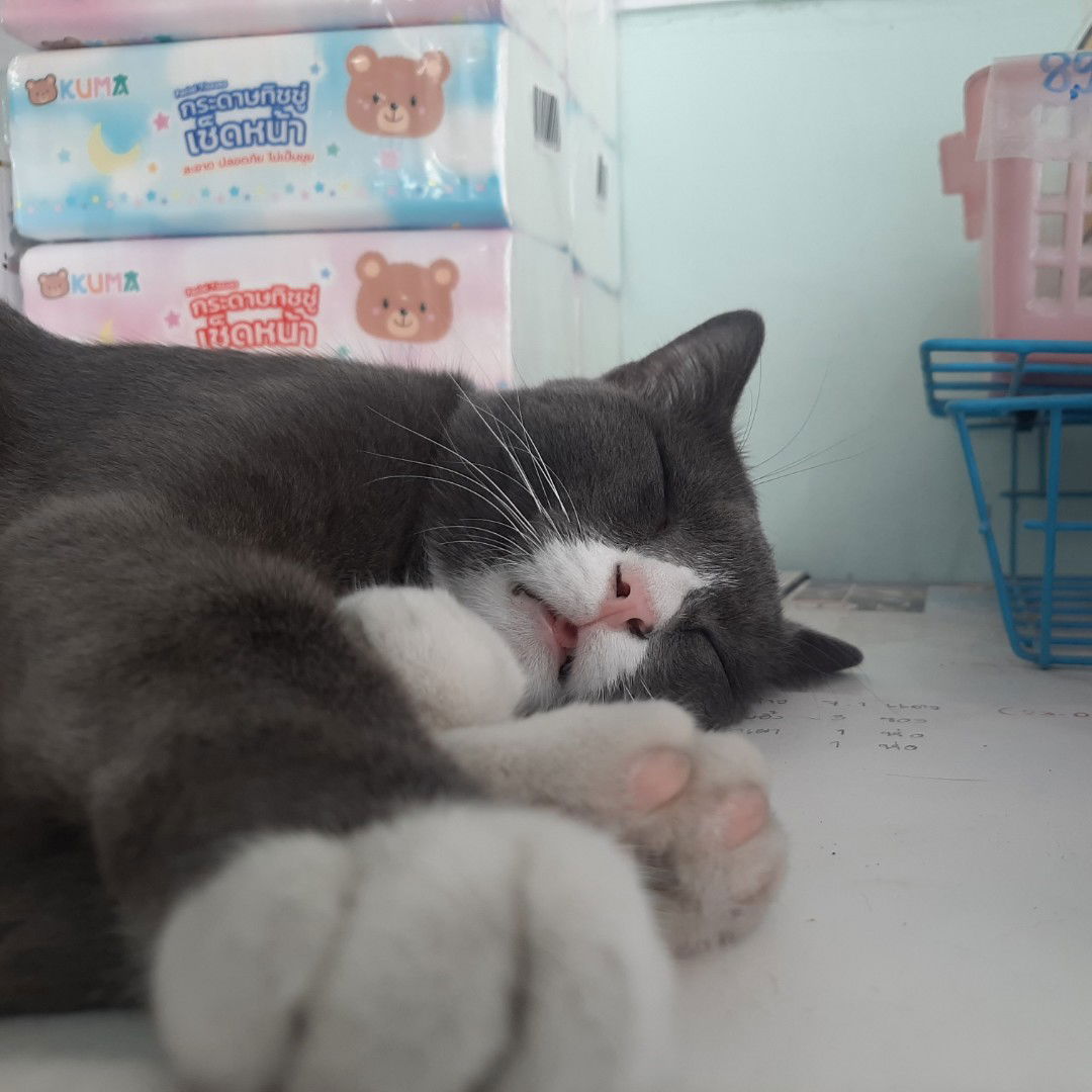 Soawaluck Panprieam profile icon