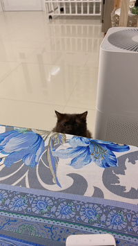 Lee Linh profile icon