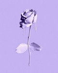 اوفي حسنه profile icon