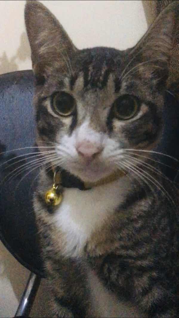 Shishil Lya profile icon