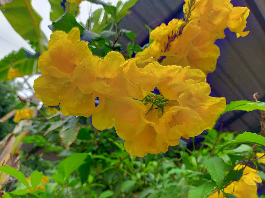 nutthawadee profile icon