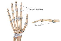 Kamay